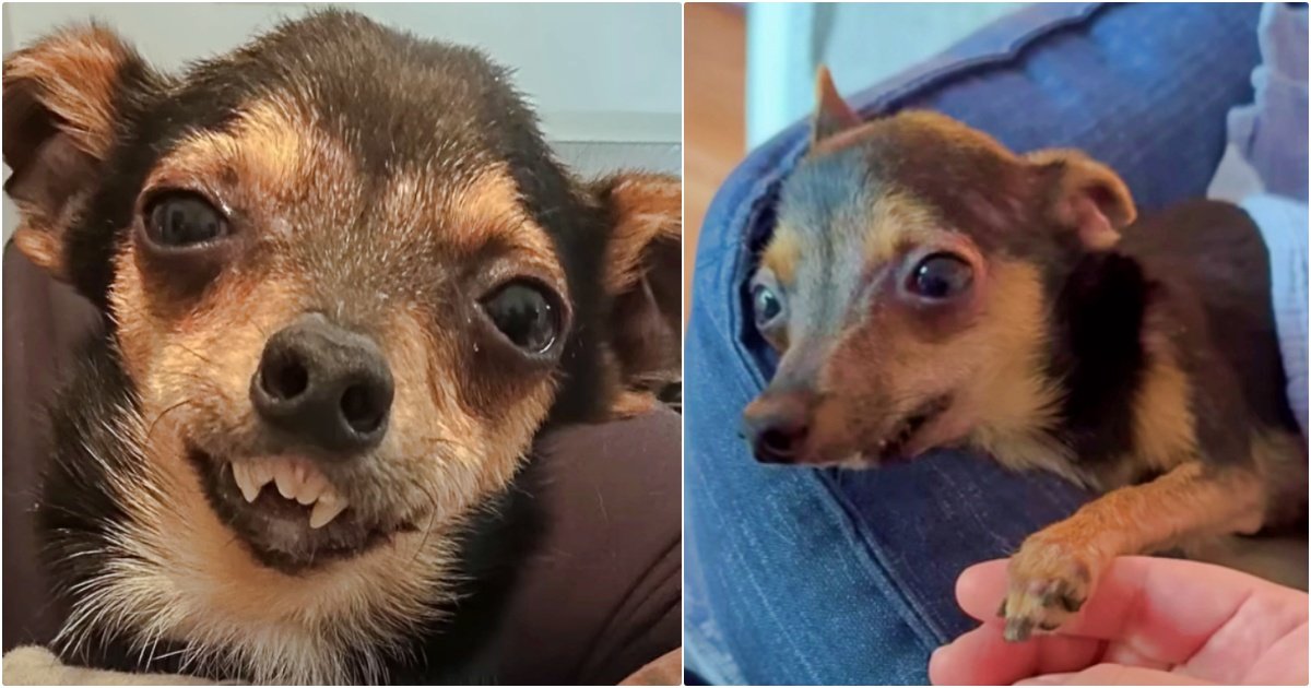 Disabled Dog Replies In Unforgettable Way When Mom Says She Loves Him