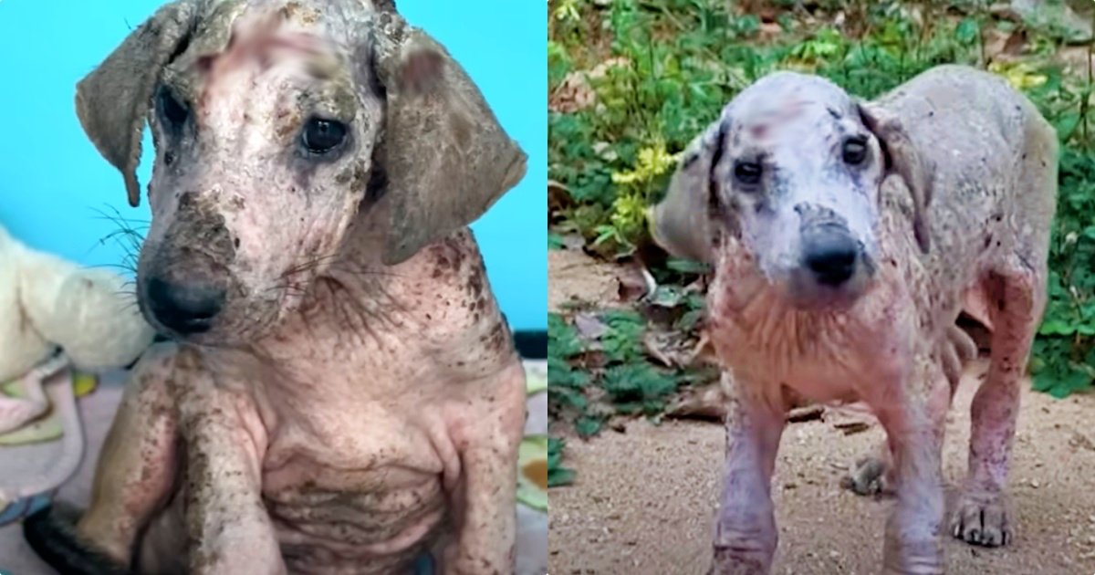 Pup Who Turned To Stone Kept Rescuer Guessing What Color He'd Turn Out To Be