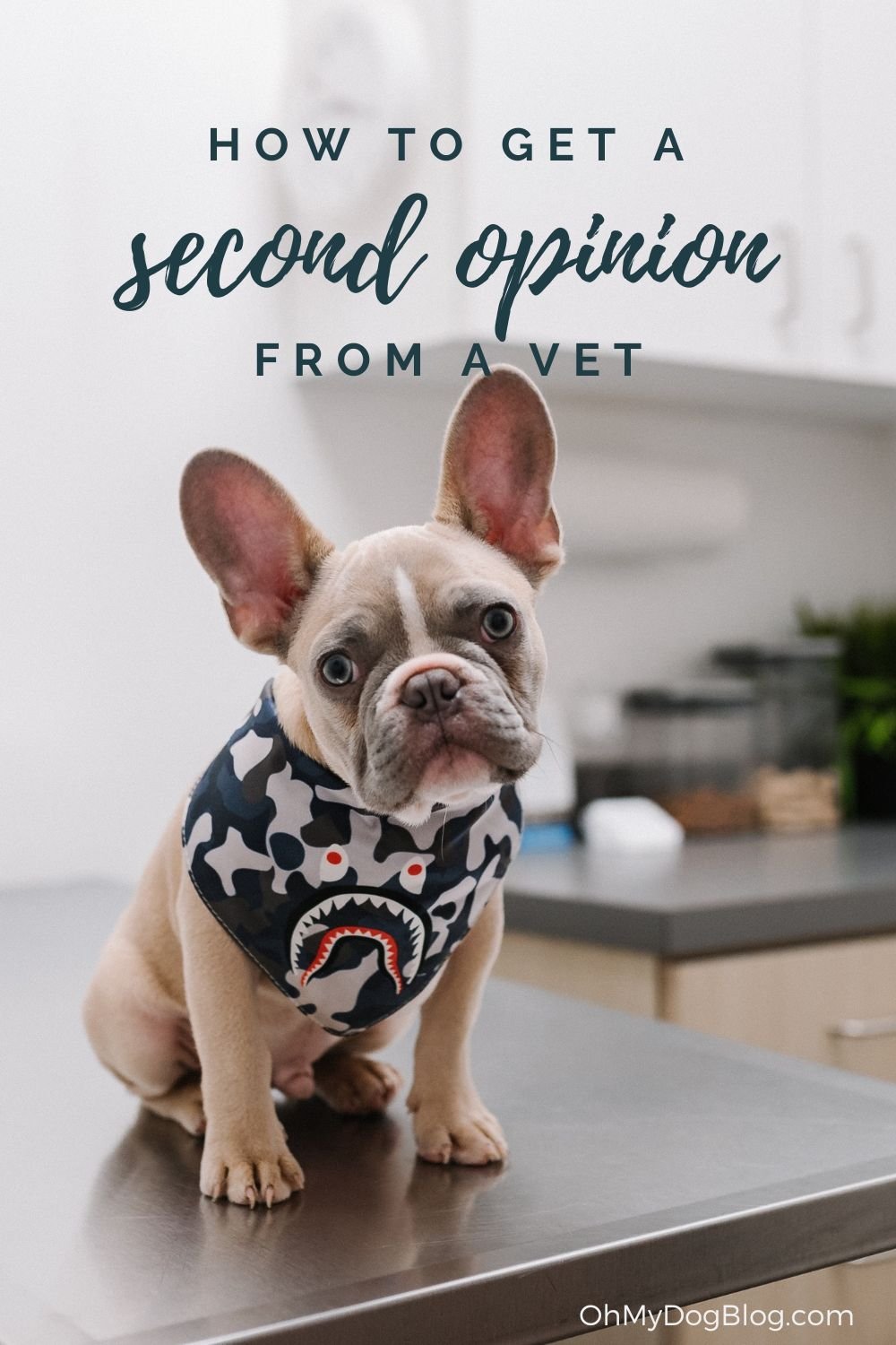 How to get a second opinion from a vet