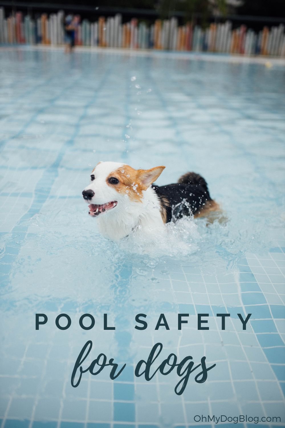 Pool Safety for Dogs - Oh My Dog!