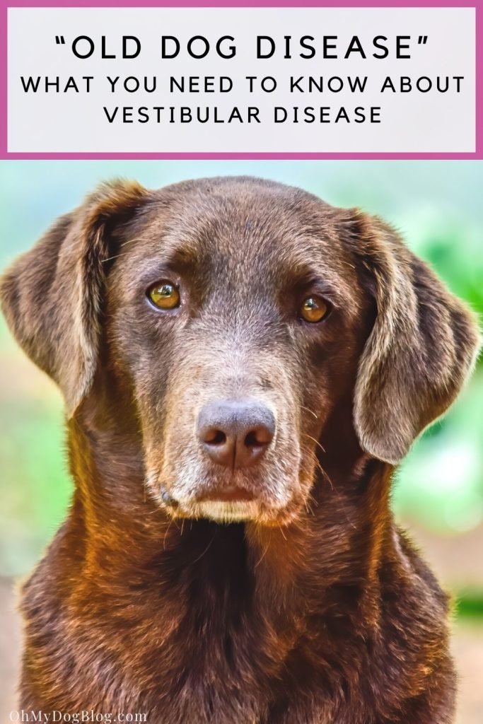 What is old dog disease? Vestibular disease in senior dogs