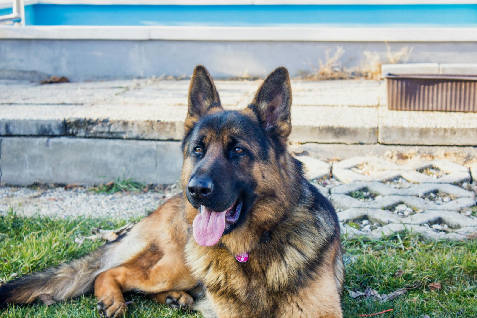 Can a German Shepherd Live in An Apartment?