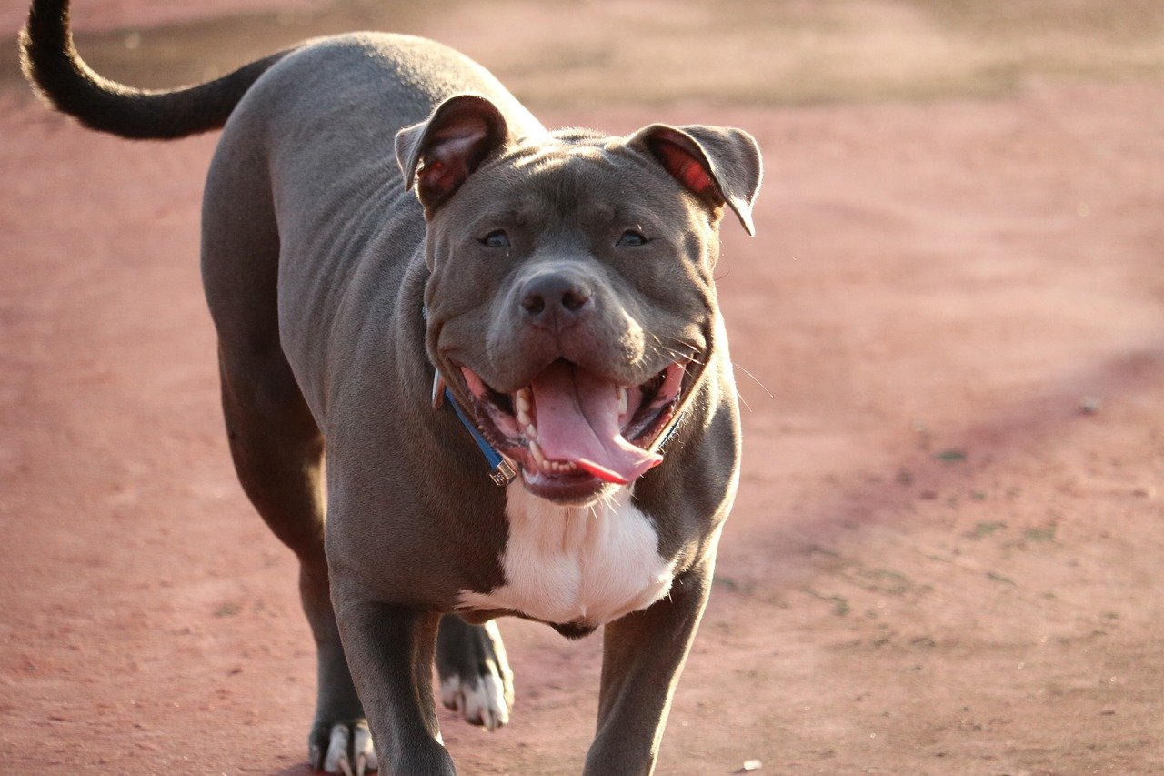 Can a Pit Bull Live in An Apartment?